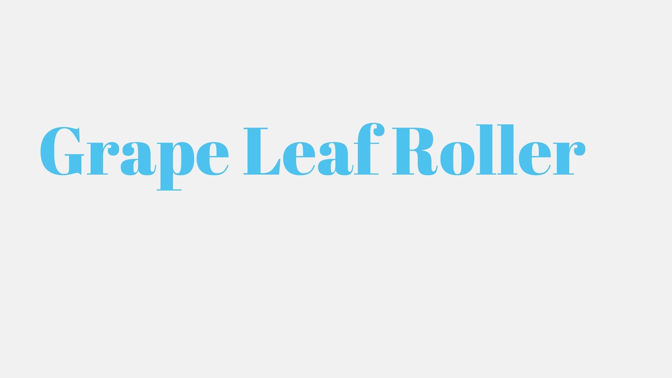 You are currently viewing Grape Leaf Roller