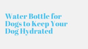 Read more about the article Water Bottle for Dogs to Keep Your  Dog Hydrated